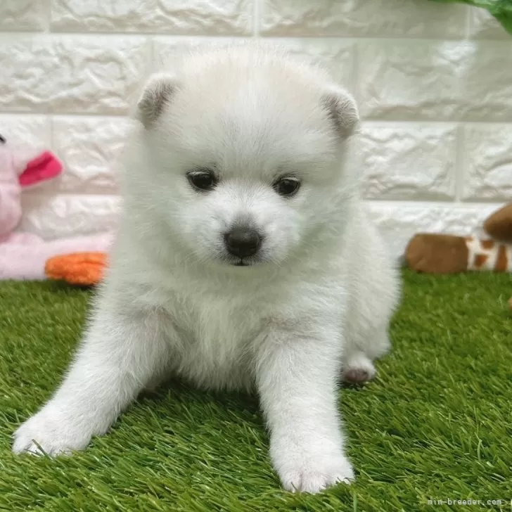 ID:2404-06645の子犬