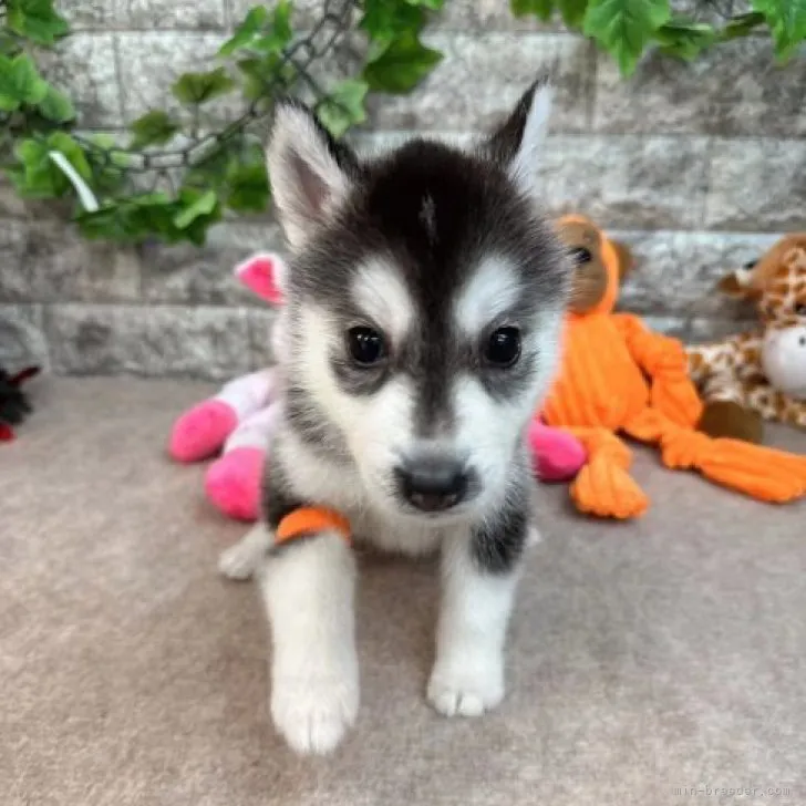 ID:2307-03376の子犬