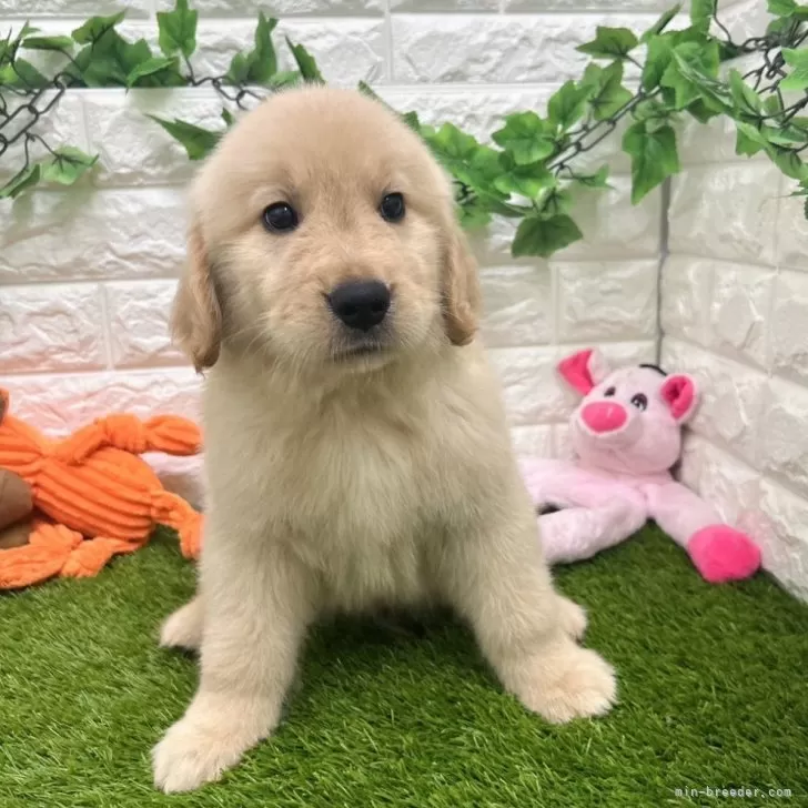 K.K 様のお迎えした子犬