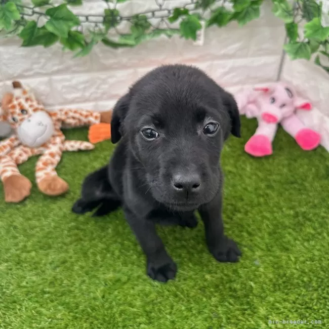 ID:2401-01224の子犬