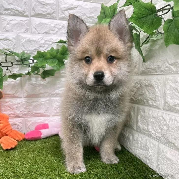 ID:2403-03308の子犬