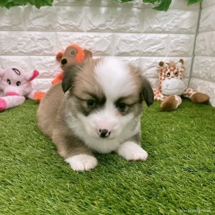 ID：2404-05708の子犬