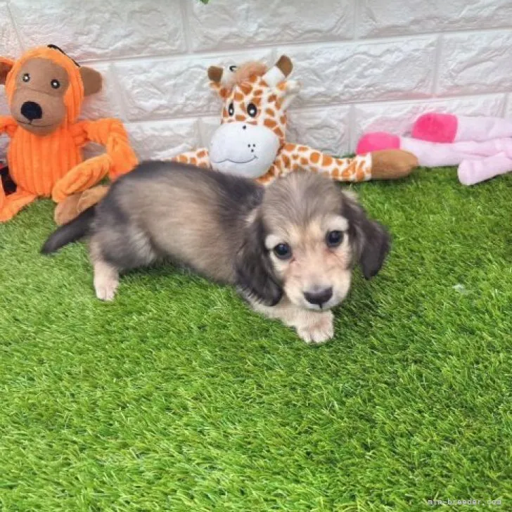 ID：2311-00355の子犬