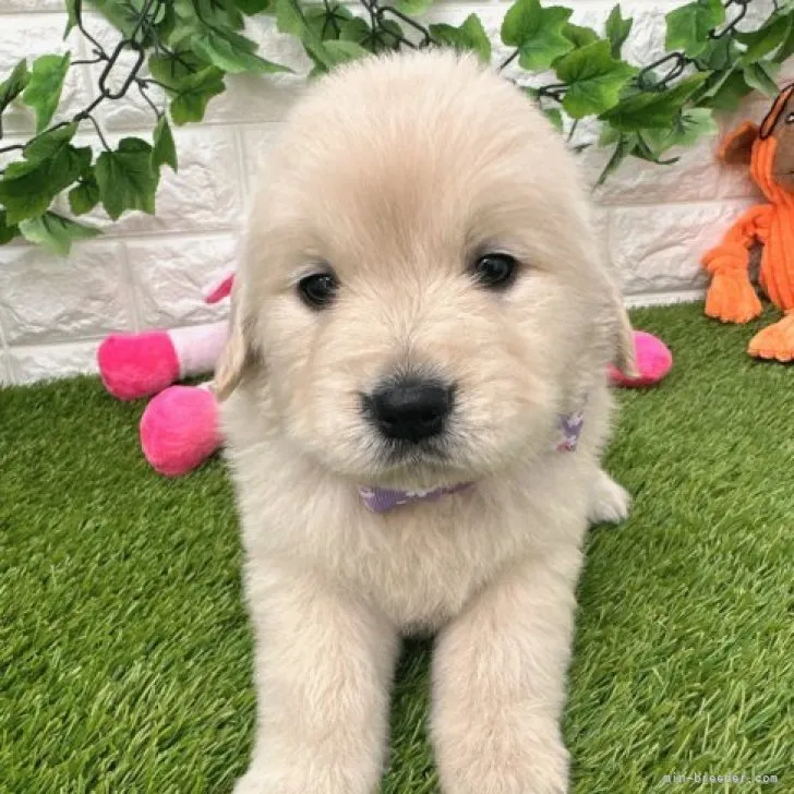 H.K 様のお迎えした子犬
