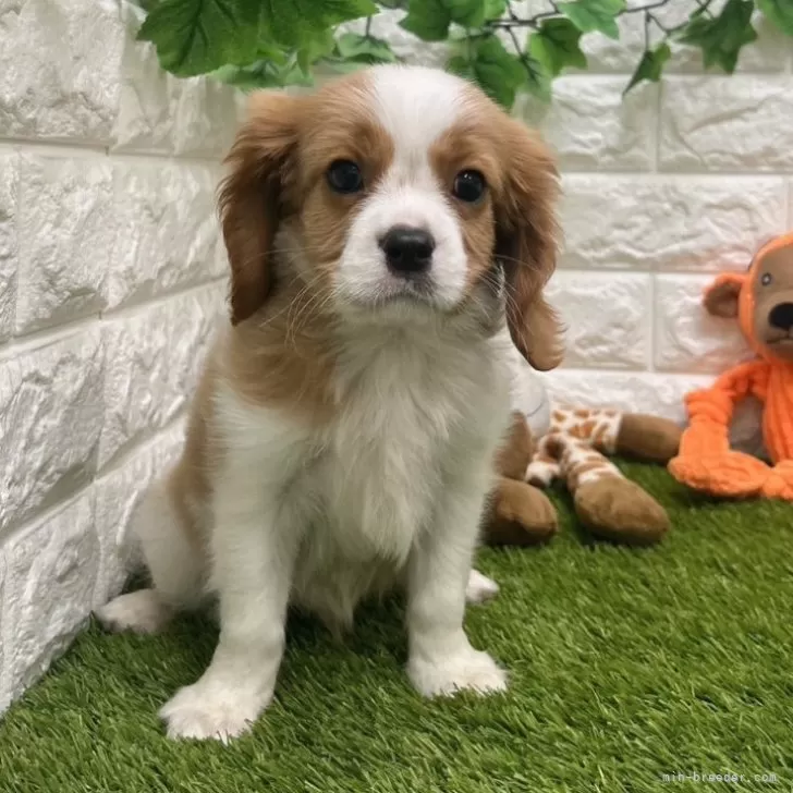ID:2407-05120の子犬