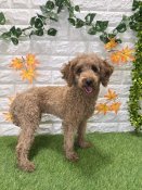 トイプードル【・女の子・2024年6月23日・レッド】