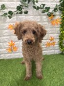 トイプードル【・女の子・2024年6月23日・レッド】