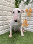 ミニチュアブルテリア【・女の子・2024年8月25日・ホワイト】