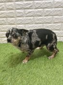 チワワ(スムース)【・男の子・2023年6月25日・ブルーマール】