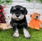 ミニチュアシュナウザー【愛知県・男の子・2024年9月13日・ブラック&シルバー】の写真4