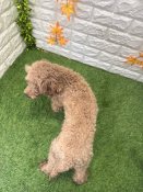 トイプードル【・女の子・2024年6月23日・レッド】