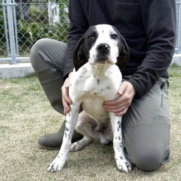 イングリッシュポインター【三重県・男の子・2024年10月1日・白黒】の写真「甘えん坊で印象的な見た目の男の子」