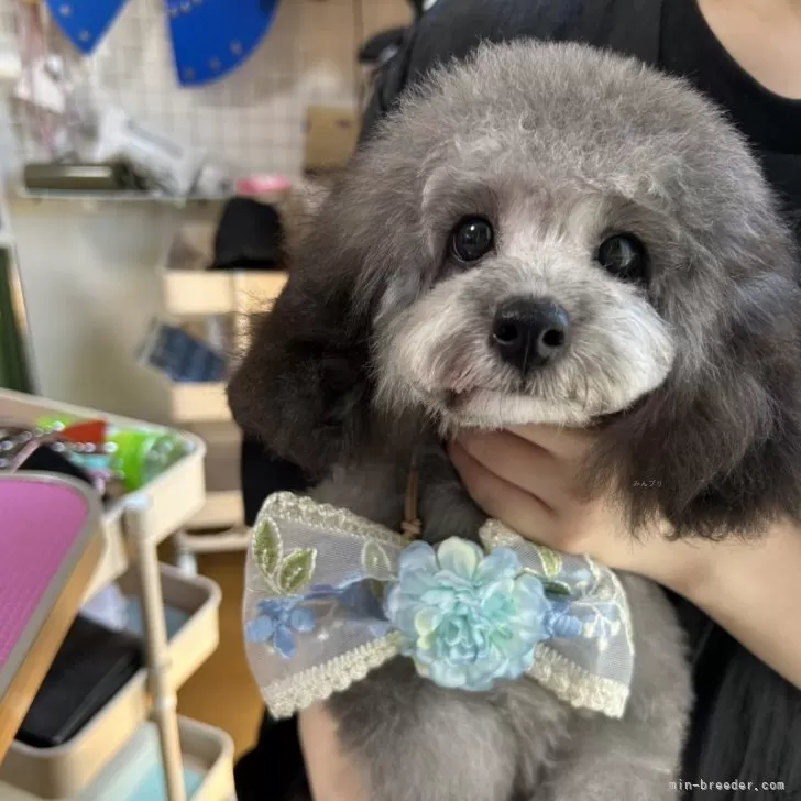 K.K 様のお迎えした子犬