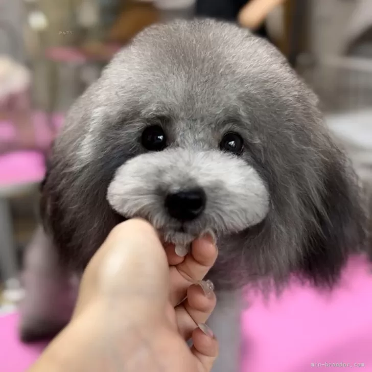 タイニープードル【徳島県・男の子・2025年4月18日・シルバー】の写真1「可愛い小さな男の子」