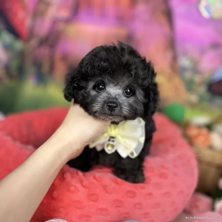 ID:2410-03680の子犬