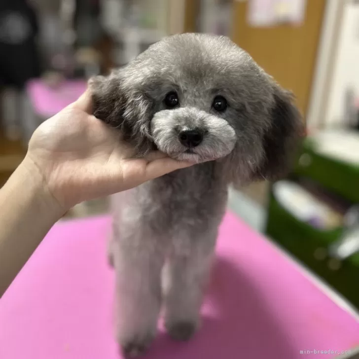 タイニープードル【徳島県・男の子・2025年4月18日・シルバー】の写真1「パーフェクトな容姿　目がパッチリ」