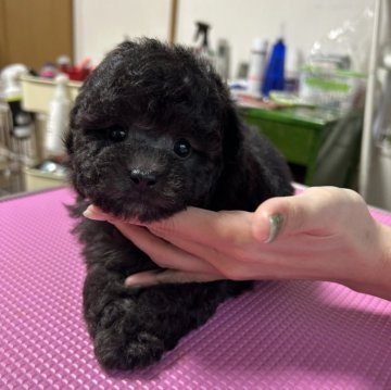 タイニープードル【徳島県・女の子・2025年10月25日・シルバー】の写真「可愛いお顔」