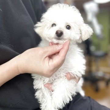 トイプードル(ティーカップ)【徳島県・女の子・2025年7月12日・ホワイト】の写真「マイペース　大人しい　涙やけ無し」