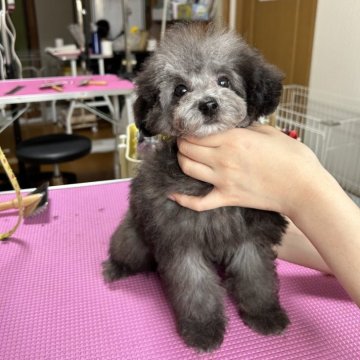 トイプードル(タイニー)【徳島県・男の子・2024年11月1日・シルバー】の写真「小さな可愛い男の子」