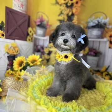 タイニープードル【徳島県・男の子・2025年3月24日・シルバー】の写真「足とマズル短く　優しいお顔立ち　かなりの童顔」