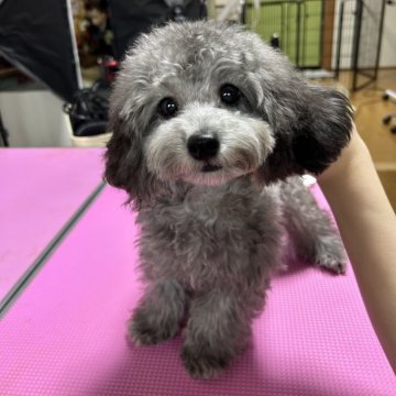 トイプードル(タイニー)【徳島県・男の子・2025年3月24日・シルバー】の写真「可愛い男の子です。」