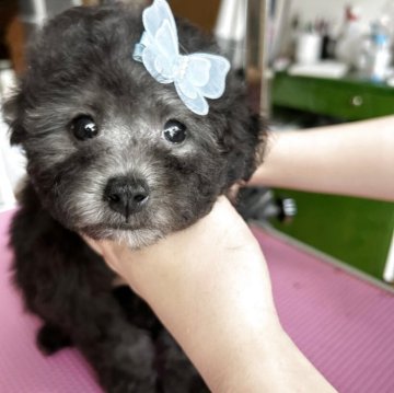 タイニープードル【徳島県・男の子・2025年4月18日・シルバー】の写真「小さな可愛い男の子」