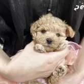 タイニープードル
