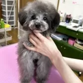 タイニープードル