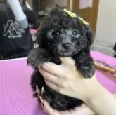 タイニープードル
