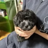 タイニープードル