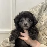 タイニープードル【徳島県・男の子・2025年9月3日・シルバー】の写真3