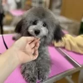 タイニープードル【徳島県・男の子・2025年4月18日・シルバー】の写真2