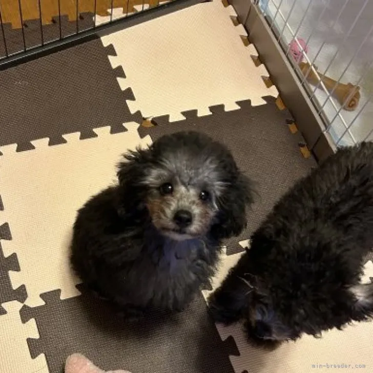 ID：2308-03466の子犬