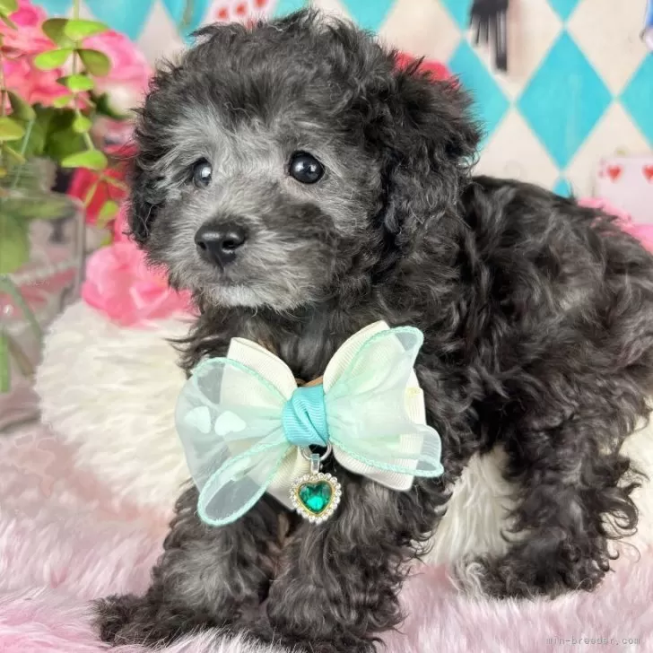 S.M 様のお迎えした子犬