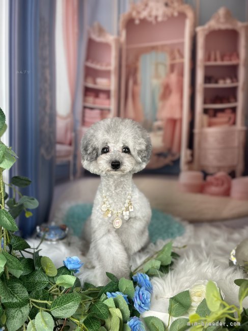 ティーカッププードル【・女の子・2023年12月10日・シルバー】