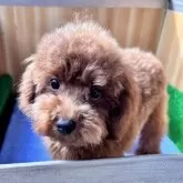 トイプードル(トイ)【埼玉県・男の子・2025年7月1日・レッド】の写真5