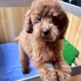 トイプードル(トイ)【埼玉県・男の子・2025年7月1日・レッド】の写真7