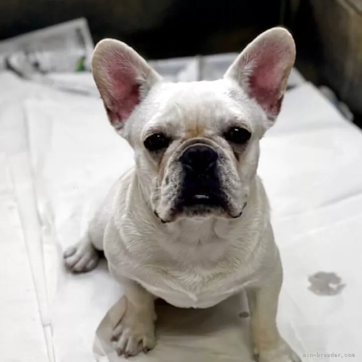 ID:2411-03163の子犬