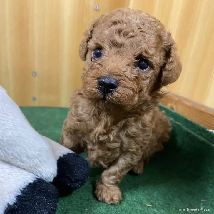 ID:2501-01185の子犬