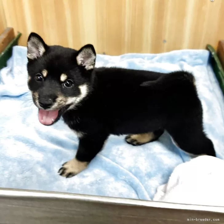 豆柴【埼玉県・男の子・2025年8月16日・黒】の写真1