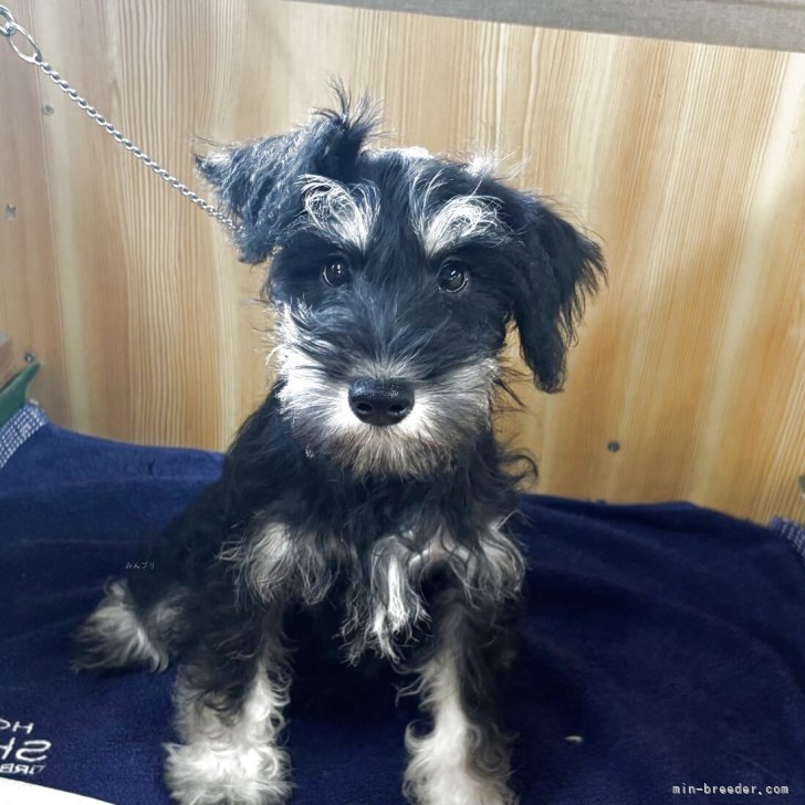 ブリーダー画像