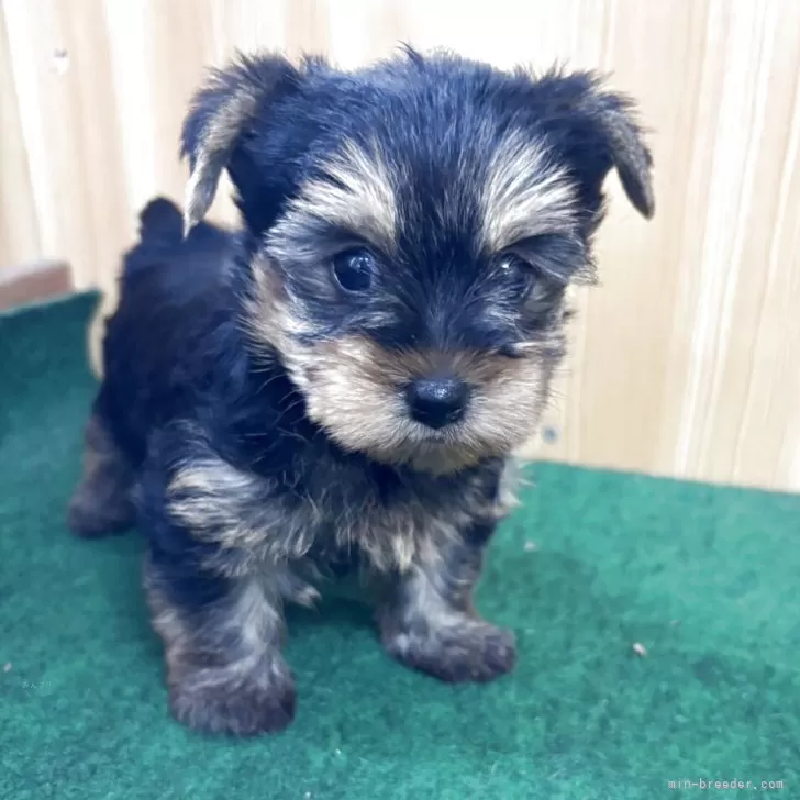 ID：2504-03387の子犬