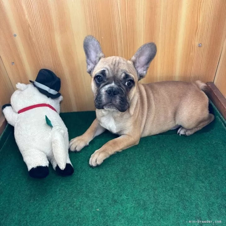 ID:2411-03122の子犬