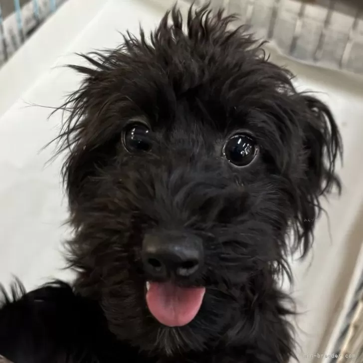もふもふ 様のお迎えした子犬