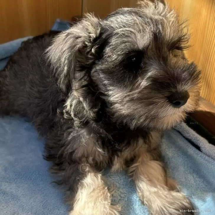 ID:2410-04995の子犬
