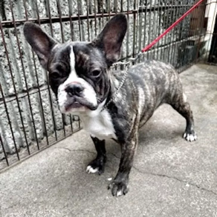 ID:2411-03121の子犬