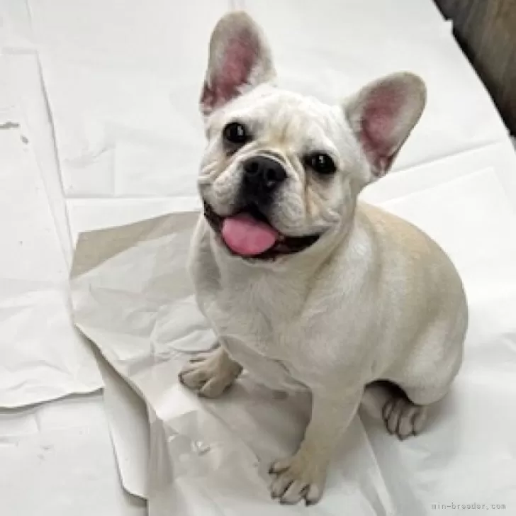 ID:2411-03186の子犬