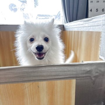 ポメラニアン【埼玉県・女の子・2025年4月30日・クリーム】の写真「元気な女の子　ふわモコちゃん」