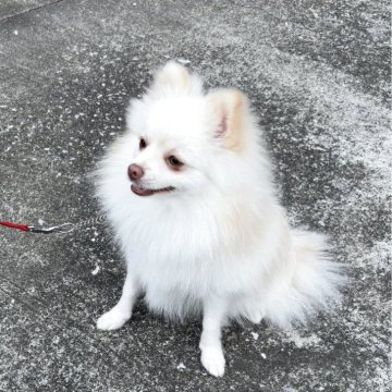 ポメラニアン【埼玉県・男の子・2024年12月26日・クリーム】の写真「凛々しいポメラニアンです！」
