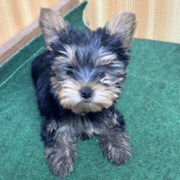 ヨークシャーテリア【埼玉県・女の子・2024年12月1日・スチールブルータン】の写真「人気のヨークシャテリアの赤ちゃんです」